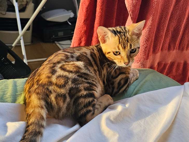Bengal chatons beauté exceptionnelle jaguars de salon