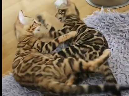 Bengal chatons beauté exceptionnelle jaguars de salon disponible de suite à partir de 1600 €