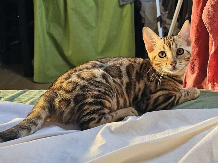Bengal chatons beauté exceptionnelle jaguars de salon reste une dernière femelle