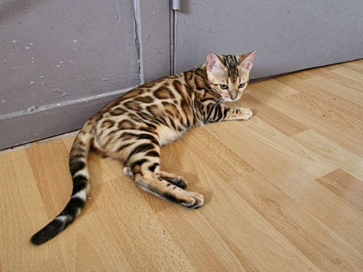 Bengal chatons beauté exceptionnelle jaguars de salon reste une dernière femelle