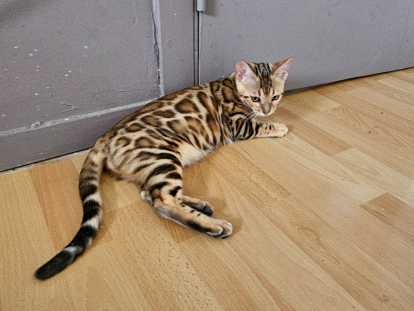 Bengal chatons beauté exceptionnelle jaguars de salon reste une dernière femelle