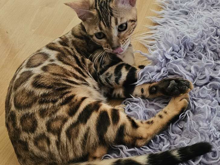Bengal chatons beauté exceptionnelle jaguars de salon reste une dernière femelle livraison gratuit