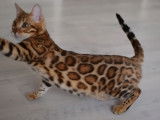 Bengal chatons beauté exceptionnelle des véritables léopard de salon