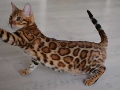 Bengal chatons beauté exceptionnelle des véritables léopard de salon ,femelle adulte 1600€ disponible pour reproduction