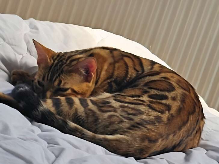 Bengal chatons beauté exceptionnelle jaguars de salon  sac de croquettes Royal Canin 10 kg offert