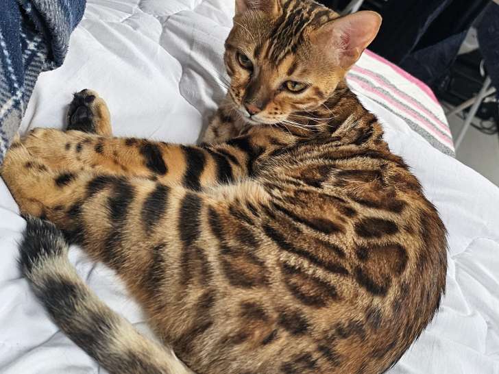 Bengal chatons beauté exceptionnelle jaguars de salon  sac de croquettes Royal Canin 10 kg offert