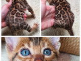 Bengal chatons beauté exceptionnelle des véritables léopard de salon