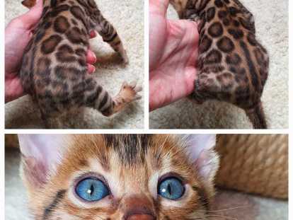 Chatons bengal haute lignée bientôt disponible
