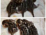 Bengal chatons beauté exceptionnelle des véritables léopard de salon