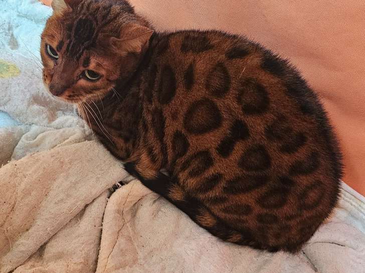 Chatons bengal haute lignée liste d'attente ouvert