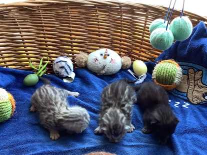 Chatons bengal haute lignée bientôt disponible