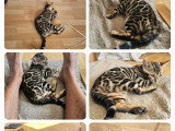 Chatons bengal haute lignée bientôt disponible