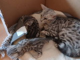 Chatons bengal haute lignée  disponible 08 mai 2026
