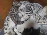 Chatons Bengal Haute Lignée : 2 Brown dispos de suite / 1 Snow & 1 Silver le 29 juin !