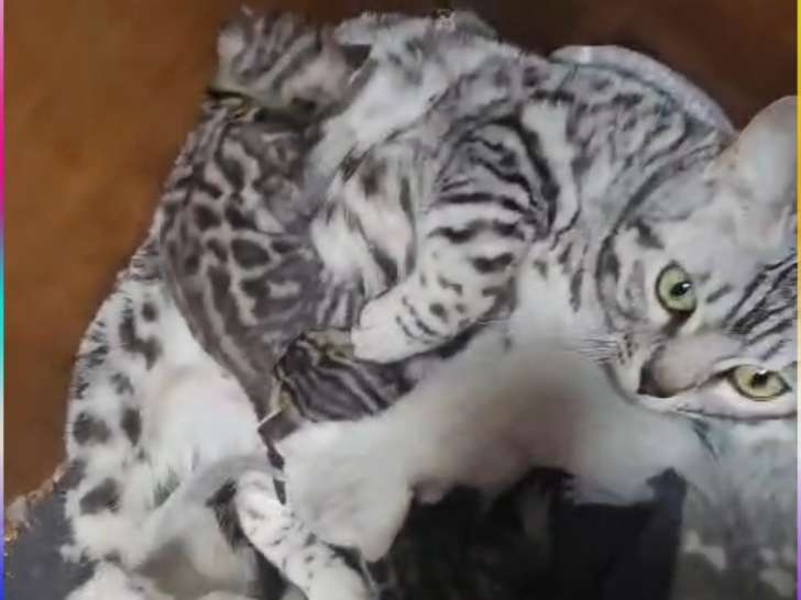 Chatons Bengal Haute Lignée : 2 Brown dispos de suite / 1 Snow & 1 Silver le 29 juin !