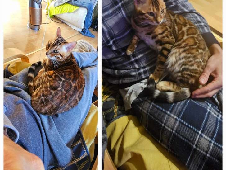 Chatons Bengal Haute Lignée: disponibles de suite