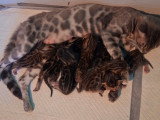 Chatons Bengal Haute Lignée