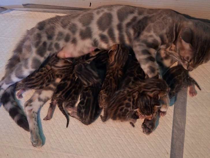 Chatons Bengal Haute Lignée