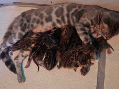Chatons Bengal Haute Lignée