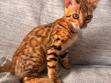 Chatons Bengal Haute Lignée
