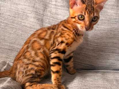 Chatons Bengal Haute Lignée