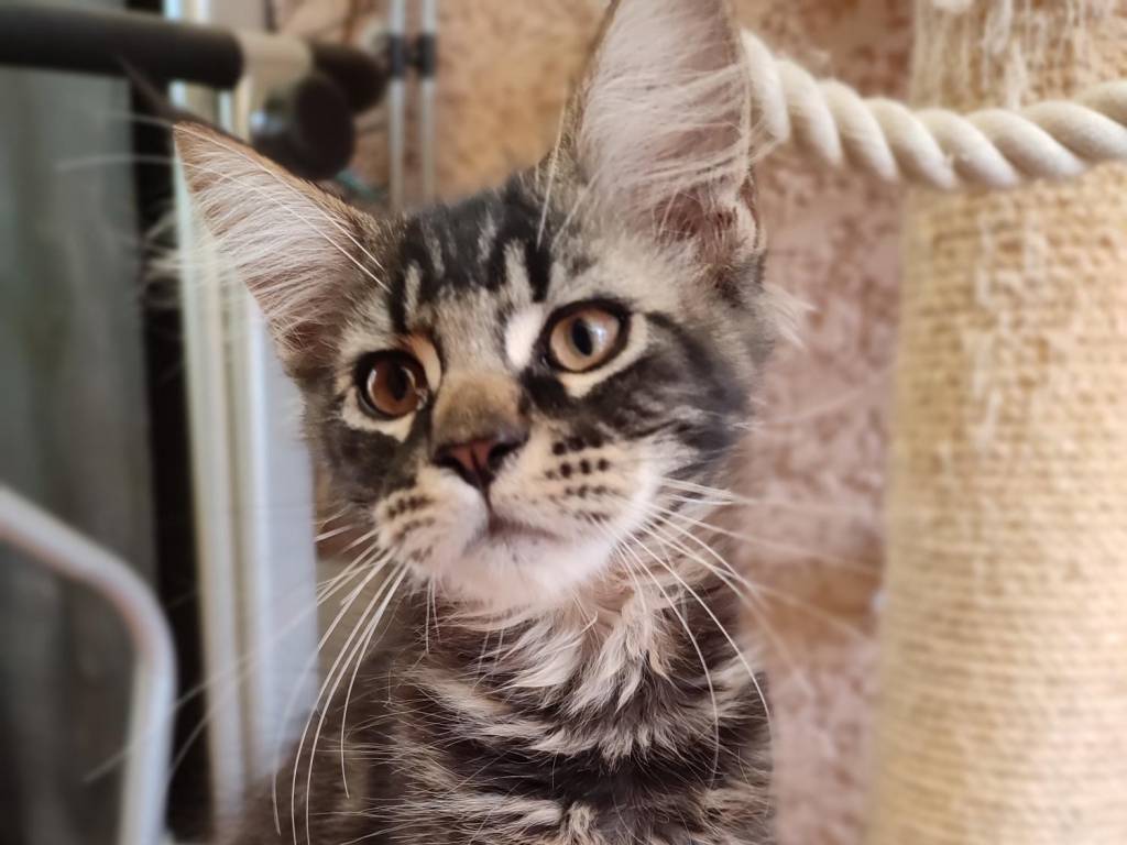 Chaton Maine Coon à vendre Petite Annonce chat Chaton Maine Coon à vendre Petite Annonce chat