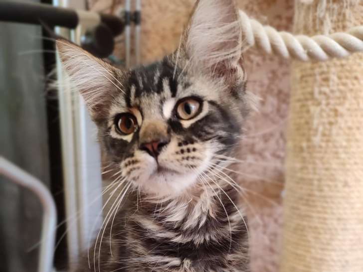 Chaton Maine Coon à vendre