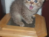 Chatons British Shorthair à vendre