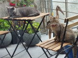 Les parents british shorthair