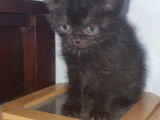 Chatons British Shorthair à vendre