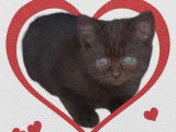 Chatons British Shorthair à vendre