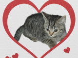 Chatons British Shorthair à vendre