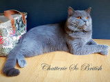 Magnifique British Shorthair mâle bleu pour saillie