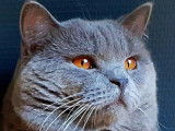 Magnifique British Shorthair mâle bleu pour saillie