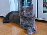Magnifique British Shorthair mâle bleu pour saillie