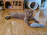 Chatons Cinnamon à naitre