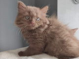 Chatons Cinnamon à naitre