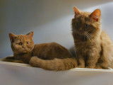 Chatons Cinnamon à naitre