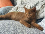 Chatons Cinnamon à naitre
