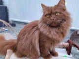 Chatons Cinnamon à naitre