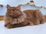 Chatons Cinnamon à naitre