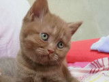 Chatons Cinnamon à naitre