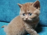 Chatons Cinnamon à naitre
