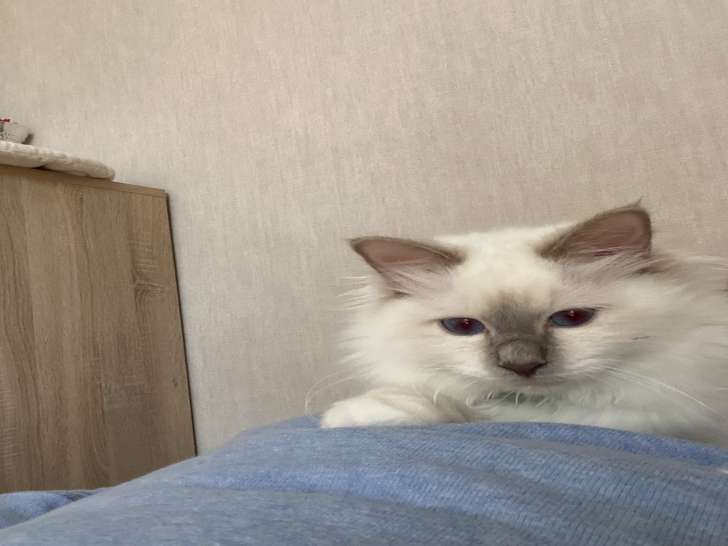 Chaton Sacré de Birmanie LOOF à vendre