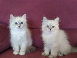 Très beaux chatons Sibérien neva masquerade à vendre