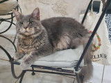 Chat adulte Maine Coon tacheté d’un an à la saillie (LOOF)
