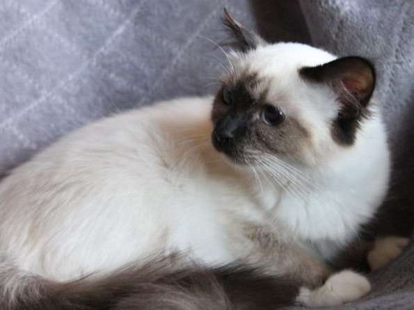 À vendre une chatonne Sacrée de Birmanie LOOF seal point