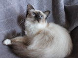 À vendre une chatonne Sacrée de Birmanie LOOF seal point