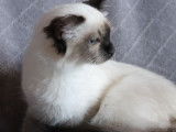 À vendre une chatonne Sacrée de Birmanie LOOF seal point