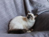 À vendre une chatonne Sacrée de Birmanie LOOF seal point